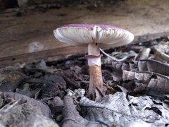 Leucoagaricus lilaceus