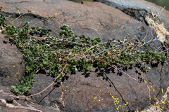 Acmispon argophyllus argophyllus