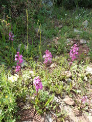 Orchis quadripunctata