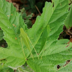 Phyllopterini