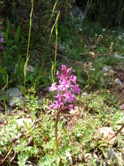 Orchis quadripunctata