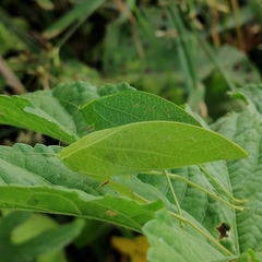 Phyllopterini