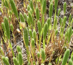 Phleum arenarium