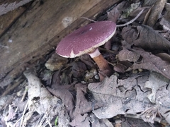 Leucoagaricus lilaceus