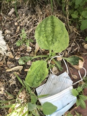Plantago major