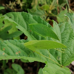 Phyllopterini