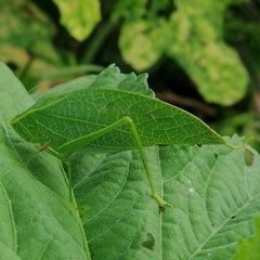 Phyllopterini