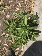 Dysphania ambrosioides