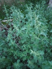 Marrubieae