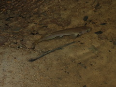 Anablepsoides hartii