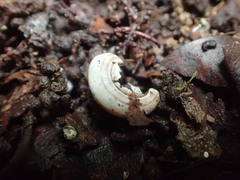 Averellia coactiliata