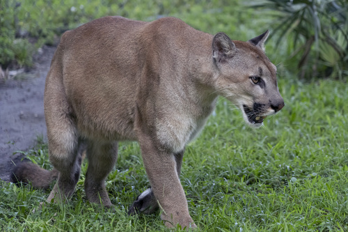 Mountain Lion (Puma concolor) · iNaturalist