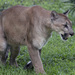 North American Mountain Lion - Photo (c) greyloch, some rights reserved (CC BY-NC-ND)