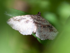 Costaconvexa