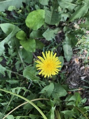 Taraxacum officinale