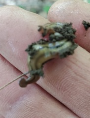 Bipalium pennsylvanicum