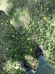 Taraxacum officinale