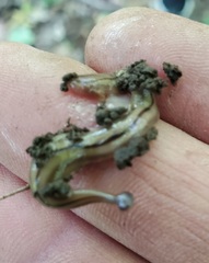 Bipalium pennsylvanicum