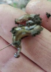 Bipalium pennsylvanicum