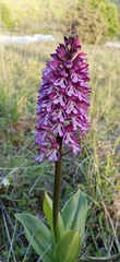 Orchis × hybrida