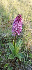 Orchis × hybrida