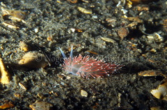 Carronella pellucida