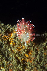 Carronella pellucida