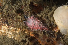 Carronella pellucida