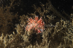 Carronella pellucida