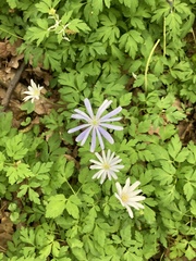Anemonoides apennina