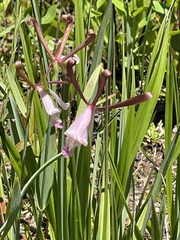 Cleistesiopsis