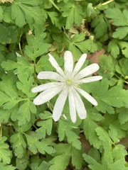 Anemonoides apennina