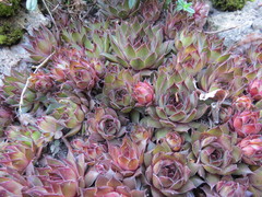 Aeonium × barbatum