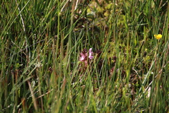 Pedicularis sylvatica