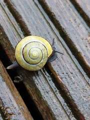 Cepaea nemoralis