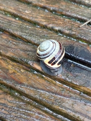 Cepaea nemoralis