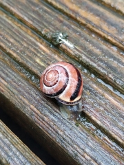 Cepaea nemoralis
