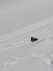 Corvus cornix