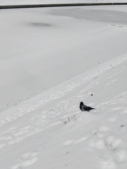 Corvus cornix