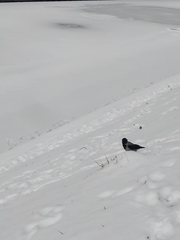 Corvus cornix