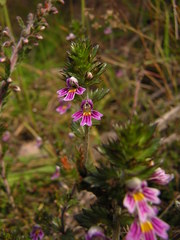 Euphrasia micrantha
