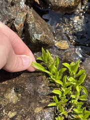 Anaphalioides trinervis