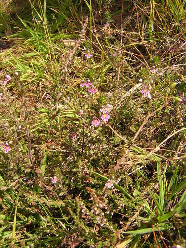 Euphrasia micrantha, photograph 6