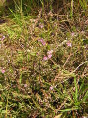 Euphrasia micrantha