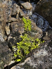 Anaphalioides trinervis