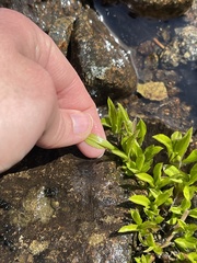 Anaphalioides trinervis