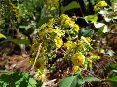 Rumfordia floribunda