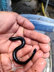 Siren lacertina