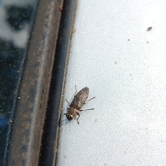 Spectralia gracilipes