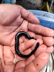 Siren lacertina